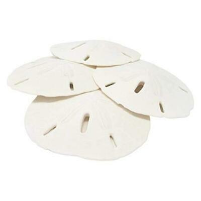 Small Sand Dollars Includes 4 Sand Dollars for Crafts - Decorative Seashells -